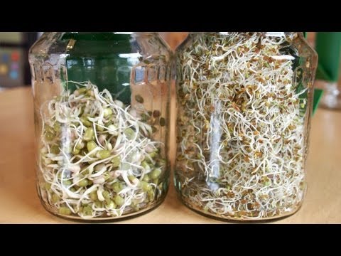 Sprossen und Keimlinge keimen lassen (Anleitung) [VEGAN]