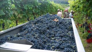 Testimonianza Az. Vitivinicola NARDIN utilizzo NAGUALL