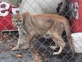 Cougar Rescue