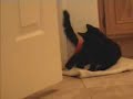 squeeky the cat chases a lanyard