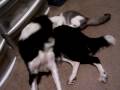My Maggie Bug anf T-2 the Kittie My Maggie Bug anf T-2 the Kittie