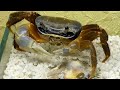 Cardisoma armatum eating / Радужный краб ест
