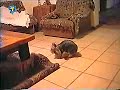 Perro Violador Perro Violador
