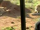 lazy lions lazy lions