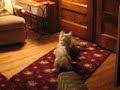 KIKI going crazy after bath!