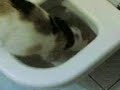 Un gatto assetato...