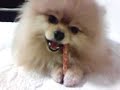 chewing gum pomeranian