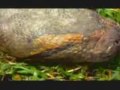 Grandes Serpientes Constrictoras Grandes Serpientes Constrictoras