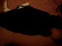 Porkchop