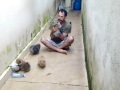 Click here to watch this video clerio e filhotes.mp4
