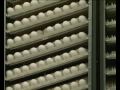 MaximsNewsNetwork: BRAZIL: H1N1 VACCINE: PAHO