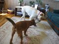Zoe and Duke