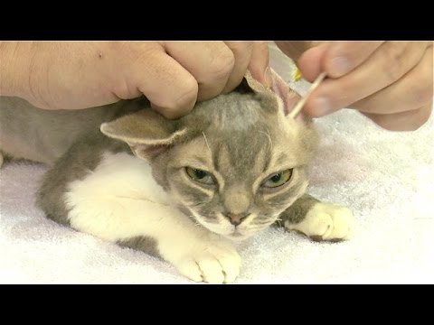 Cat Grooming Basics