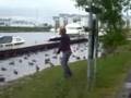 Evil Swans of Northern Ireland