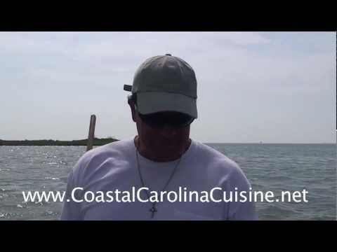 how to harvest clams