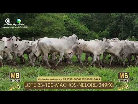 527� LEIL�O VIRTUAL MB LEIL�ES