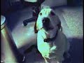 Who says dogs can\ Who says dogs can\