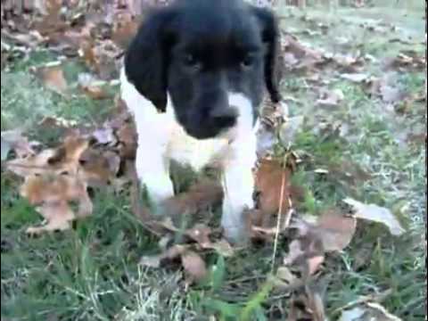 AKC Maggie's Girl 4