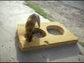 videos de PERRO COMECOLCHONES