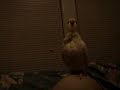 See Video