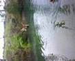 Timmy DeluXe JumPing Cat xD