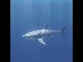 Shark Turn