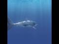 Shark Turn