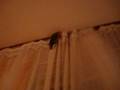 videos de Agapornis RIKI