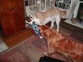 videos de importance of animal adoption