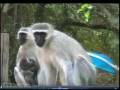 Vervet Monkeys Alarm Call