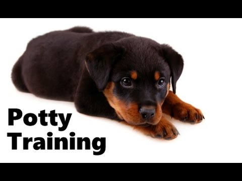 how to care rottweiler puppy