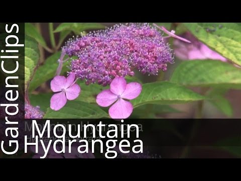 how to fertilize blue hydrangeas