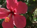 Kara�bes 972 - Madinina -