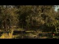 Lions of Moremi Podcast, 06 2009