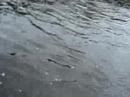 Spring salmon Miramichi