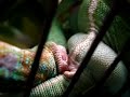 Successful Veiled Chameleon Mating Successful Veiled Chameleon Mating