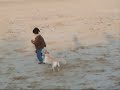Podenco - Mischling am Nordsee Strand Podenco - Mischling am Nordsee Strand