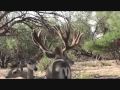 Rancho San Antonio Pie de Crias Buros