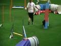 Schipperke Gory Bergerac de HU Helsinki  ind. agility