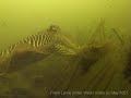 Mating of the Cuttlefish Mating of the Cuttlefish