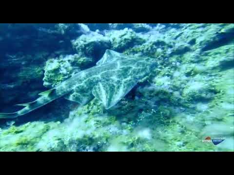 Tiburón Angelote, El Hierro