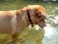 Coco rearranges riverbed 2