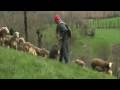 Sud Aveyron Brebis pour le Roquefort PARTIE 1 Sud Aveyron Brebis pour le Roquefort PARTIE 1