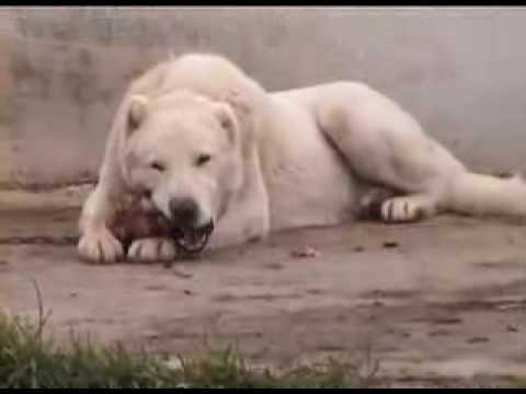 kangal