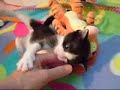 Romeu das Luvas Brancas - Adoptado! Romeu das Luvas Brancas - Adoptado!