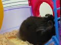 Papa Ham