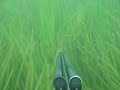 chasse chasse