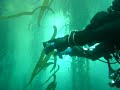 Point Lobos Kelp Forest