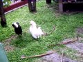 Funny polish chickens 2 Funny polish chickens 2