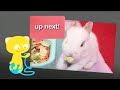 As easter approaches, it's the ideal time to honor all the friends and family of the famous easter bunny. Band of Bunnies is a collection of different rabbits, including some submissions from you the viewer. Thanks to all the bun-buns featured in this video, including: Oscar, Violet, Noisette, Midow, Ashlee, CookieCache's Baby Bunnies, Oscar, Viorica's Bunnies, RosyBunny's Bunnies, Coco, Larry, Abraham James' Bunny, Madeline's Buns, Ksvrbrg's Bunnies, Oscar, Rita, Jannekesfotos, tap28's Baby Bunnies, Oscar, Mellow, Baxter & Finnegan, Black Bunny, Billy Bunny, Dora Marie's Baby Bunny, Benlauis' Little Rabbit, Mr. Whiskers, Jasmine, Mtn-Man's Bunnies, Polo, Mr. Jose's Baby Bunny, Choupette, Sugar, Mousse and DJ, Cinnamon, Barley, Rory, James Bunn, Silver, and Douglas. Check out links to these pets pages at www.UltraKawaii.com Follow us on Twitter www.twitter.com